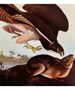 Swainson&#39;s Hawk With Prey Bird Print 1946 Color Art John James Audubon D... - $55.48 CAD