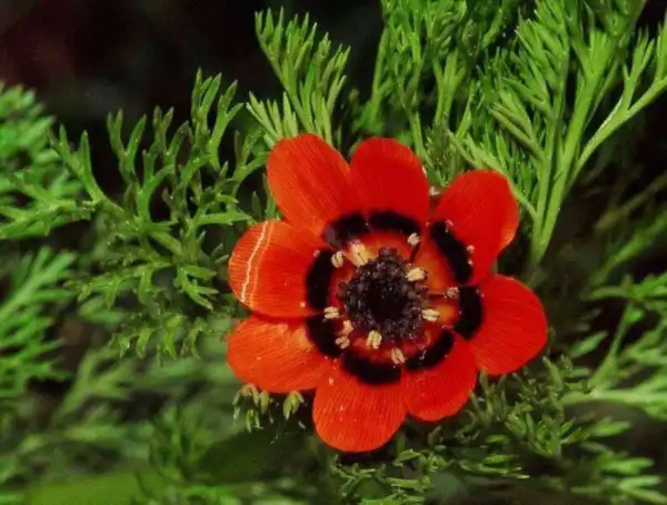 10 Adonis Pheasants Eye Adonis Aestivalis Red &amp; Black Flower Seeds Fresh - £7.99 GBP