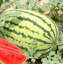 20 Seeds Lazy Melon King Watermelon Bonsai Red Meat Balcony Potted Vegetables Ga - £6.55 GBP