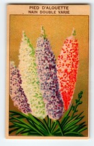 1920&#39;s Flower Art Print PIED DALOUETTE Lithograph Original Vintage For Seed Pack - £9.58 GBP