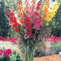 Seed Mix 50 Snapdragon Chantilly Mix Cut Flower Floral Arrangements Fresh Seeds  - £12.59 GBP