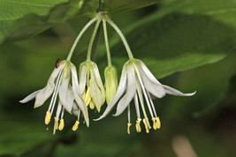 10 seeds Hookers Fairybells Drops Of Gold Prosartes Disporum Hookeri Plant Heirl - £7.64 GBP