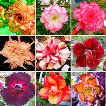 BELLFARM Adenium Mixed 9 Types Double Petals Colorful Bonsai Desert Rose Seeds 1 - $8.98