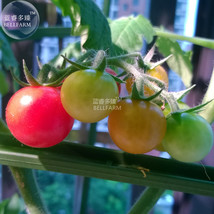 BELLFARM Rainbow Tomato Truss Cherry fruit Seeds 20 Seeds   organic tasty sweet  - $7.49