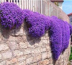 100 Creeping Thyme Bonsai Seeds Purple Flowers* Easy To grow - £4.15 GBP