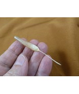 (w32-16) North American Porcupine tail quill Erethizon dorsatum craft su... - $24.60 CAD