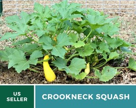 50Pcs Crookneck Squash Summer Seeds Heirloom GMO Free Cucurbita pepo Seed - £15.49 GBP