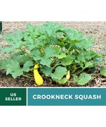 50Pcs Crookneck Squash Summer Seeds Heirloom GMO Free Cucurbita pepo Seed - £15.45 GBP