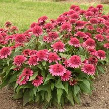 50 of Raspberry Beret Coneflower Seeds Echinacea Flowers - Perennial seed - £5.49 GBP