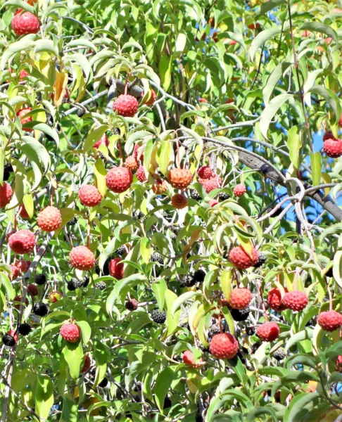 20 Himalayan Dogwood / Strawberry Tree White &amp; Pink Flower Red Fruit Seeds Garde - £6.38 GBP