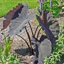 Black Magic Elephant Ear  Colocasia esculenta Live Plant Gardening - £41.44 GBP