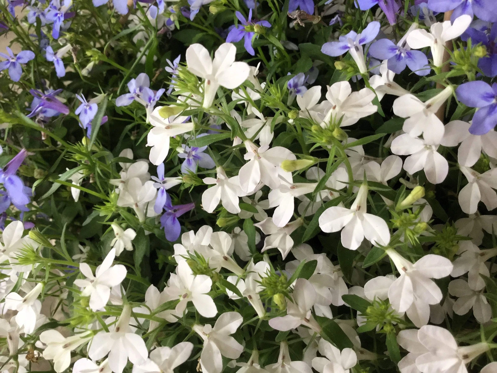 200 WHITE LOBELIA REGATTA Erinus Flower Seeds - $19.77 CAD