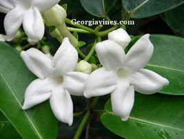 Stephanotis Floribunda Madagascar Jasmine 10 Seeds Fresh Garden USA SELLER - £24.91 GBP