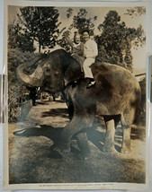Old Hollywood Movie Photo Wynne Gibson Jak Oakie On Pachyderm Search for Beauty - £15.95 GBP