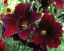 New 20 Chocolate Stained Glas Flower Seeds Annual SalpiglosisFrom US  - $8.35