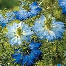 100 pcs Blue Mix Love In A Mist Seed Flower Persian Jewel Nigella Annual Flowers - £9.03 GBP
