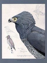 African Harrier Hawk - 1926 - Bird Illustration Poster - $32.99