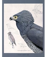 African Harrier Hawk - 1926 - Bird Illustration Poster - £26.37 GBP