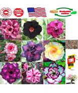 10 Pack of Vibrant Desert Rose Seeds | Adenium Obesum Exotic Bonsai Plant - $23.90 CAD