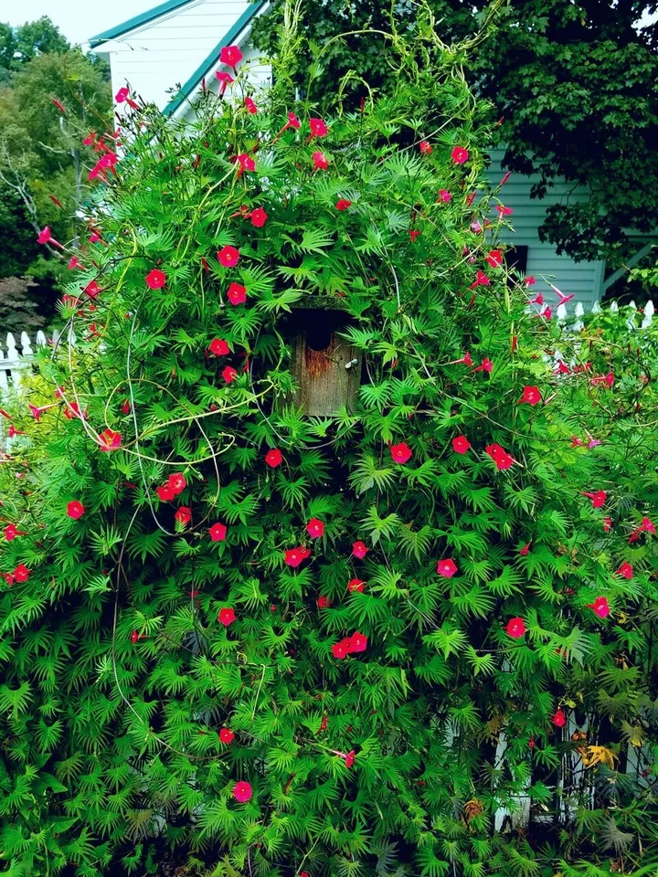 Fresh Seeds Cypress Vine Red Untreated 50 seeds for Home Garden - $7.00