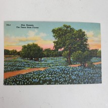 Vintage 1950s Bluebonnets Texas State Flower Postcard New Old Stock Ephemera - £9.78 GBP