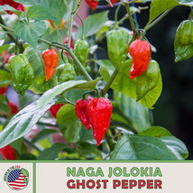 US Seller Ghost Pepper Seeds, Naga Jolokia, 1 Million Scoville - $10.18