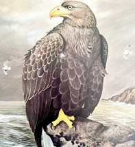 Common Buzzard Art Print Color Plate Birds Of Prey Vintage Nature 1979 D... - €30,14 EUR