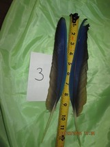 2 MACAW FEATHER Blue And Gold Macaw Naturally Molted 12 and 13 Inches Long - £20.29 GBP
