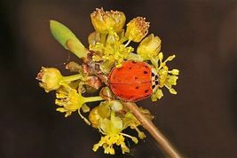 10 Seeds SPICEBUSH Wild Allspice Lindera Benzoin Spice Bush Berry Yellow Flower - £13.57 GBP