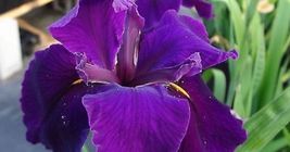 Louisiana Iris &#39;jeri&#39; - 3 Mature Blooming Size Plants/Fans Deep, Dark Purple - £35.38 GBP