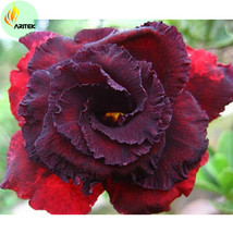 SL &#39;Immortality&#39; Dark Red Adenium Obesum Desert Rose Seeds, Professional Pack, 2 - $2.21