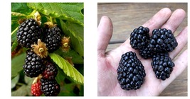 1-2 Yr Old - 2 Caddo Live Thornless Blackberry Plants - Shipping Now - £66.83 GBP