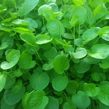 Upland Cress Seeds Organic Fast Shipping - £6.22 GBP