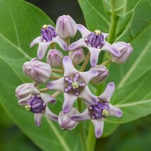 5 Calotropis Gigantea Giant Milkweed Crown Flower Seeds For Planting - $13.95