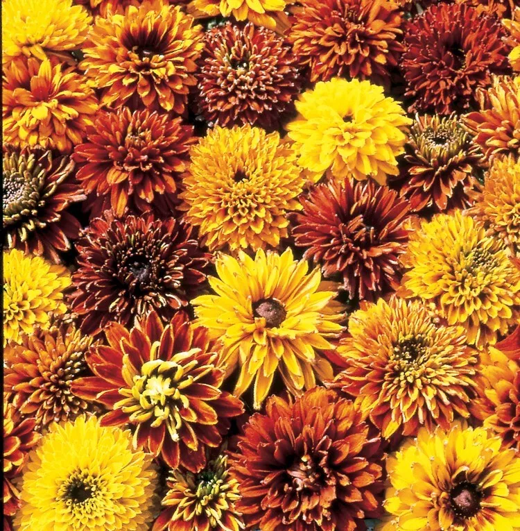 CLK 25 Rudbeckia Cherokee Sunset Seeds USA Seller - £7.46 GBP