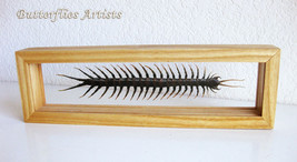 Scolopendra Subspinipes Rare Real Giant Poisonous Centipede Double Glass Display - £107.90 GBP