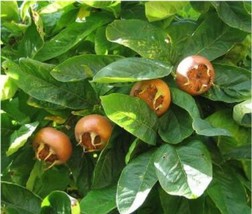 100 Showy Medlar Mespilus Germanica Seeds - $10.59