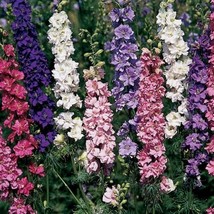 Imperial Rocket Larkspur Mix, Delphinium consolida, Variety Sizes, FREE SHIPPING - £1.46 GBP+