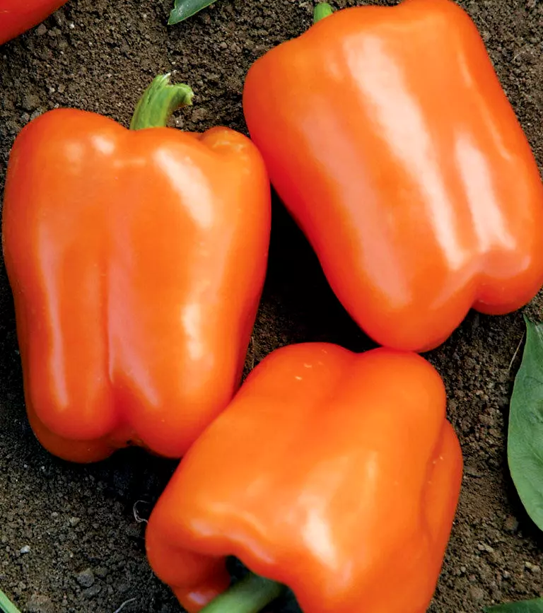 Orange Sweet Bell Pepper, NON-GMO, Heirloom, Variety Sizes, FREE SHIPPING - $23.98
