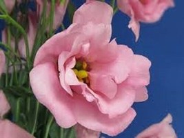 20+ PINK LISIANTHUS FLOWER SEEDS LONG LASTING ANNUAL GREAT CUT FLOWER GIFT - £7.84 GBP