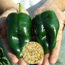 50 Poblano Ancho Pepper Seeds Non Gmo  - £6.00 GBP