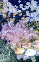 Kenya Tree Live coral Frag  - £11.78 GBP
