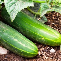 Vpf 100+ Ashley Long Cucumber Seeds - Heirloom - Non Gmo - Organic -- Fresh - £2.77 GBP