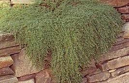 50 Seeds Herb Seeds - Thyme Mother Of Seeds - £17.27 GBP