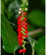 SL Rouge Plant Rivina Humilis Organic 10 Seeds - $7.65 CAD
