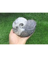 Manticoceras Ammonite Fossil- Jurassic Morocco Toarcian Era Fossils  - $64.35