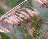 Sale 250 Seeds Ornamental Indian Grass Sorghastrum Nutans Native USA - £7.89 GBP