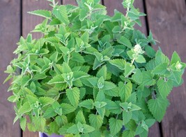 Catnip Seeds Organic Your Cat Will Love You 400 Seeds Fresh Garden - $10.47