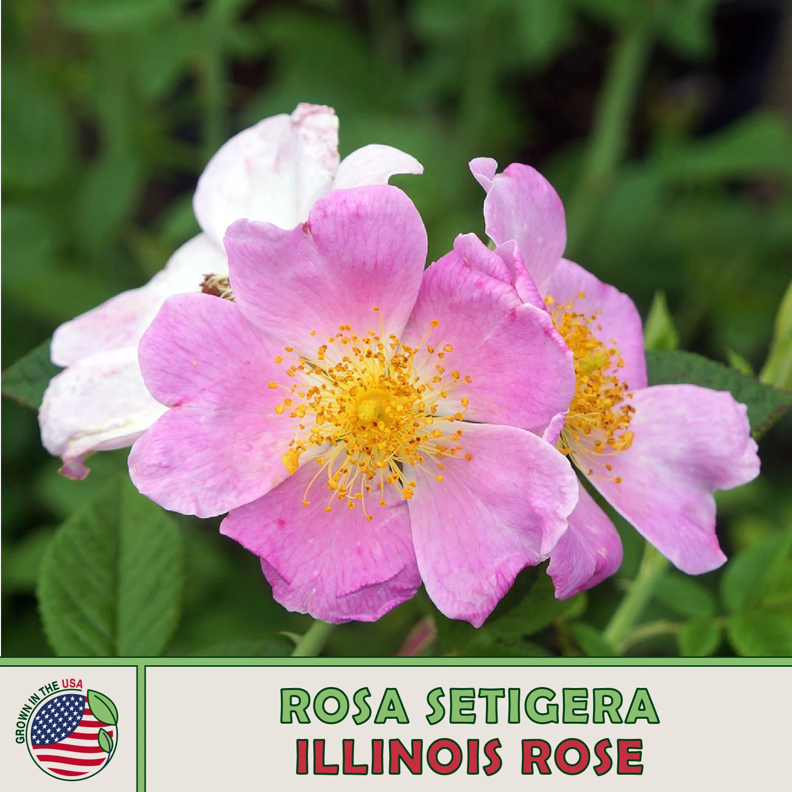 20 Illinois Rose Seeds, Rosa setigera, Climbing Wild Rose, Native Wildfl... - $10.98