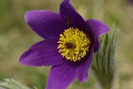 THJAR 25 Violet Anemone Pulsatilla Vulgaris Purple Pasque Flower Seeds *  - $4.99